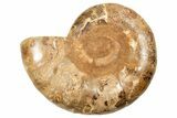 Jurassic, Cut & Polished Ammonite (Half) - Madagascar #191048-1